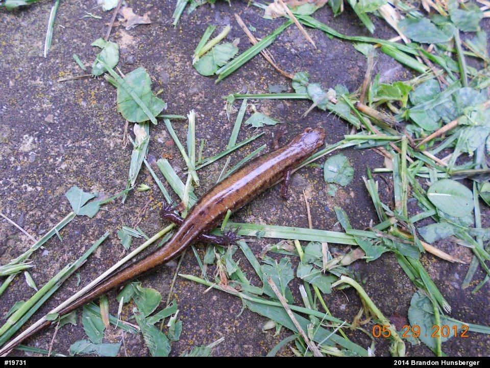 Allegheny Mountain Dusky Salamander