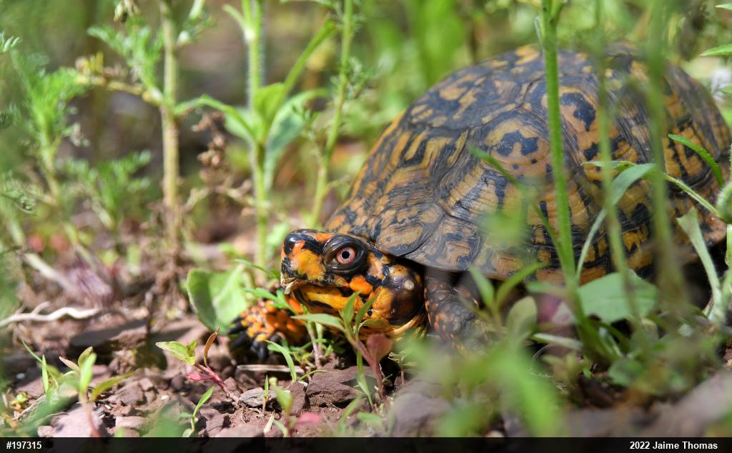 Eastern Box Turtle