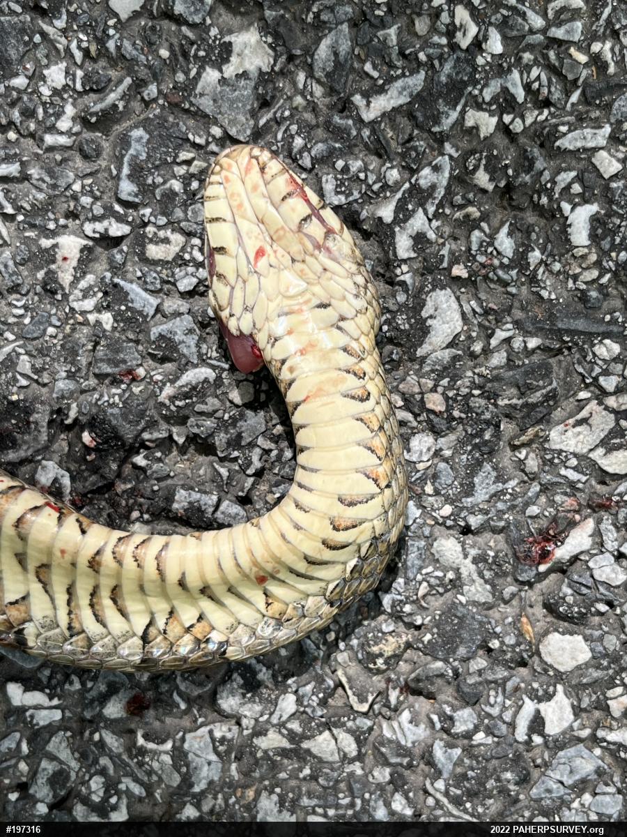 Northern Watersnake