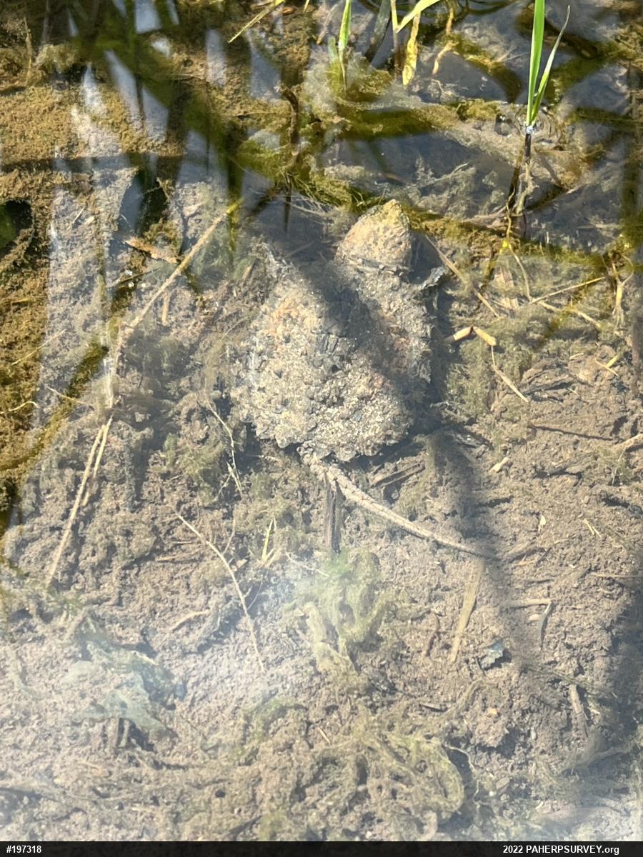 Snapping Turtle