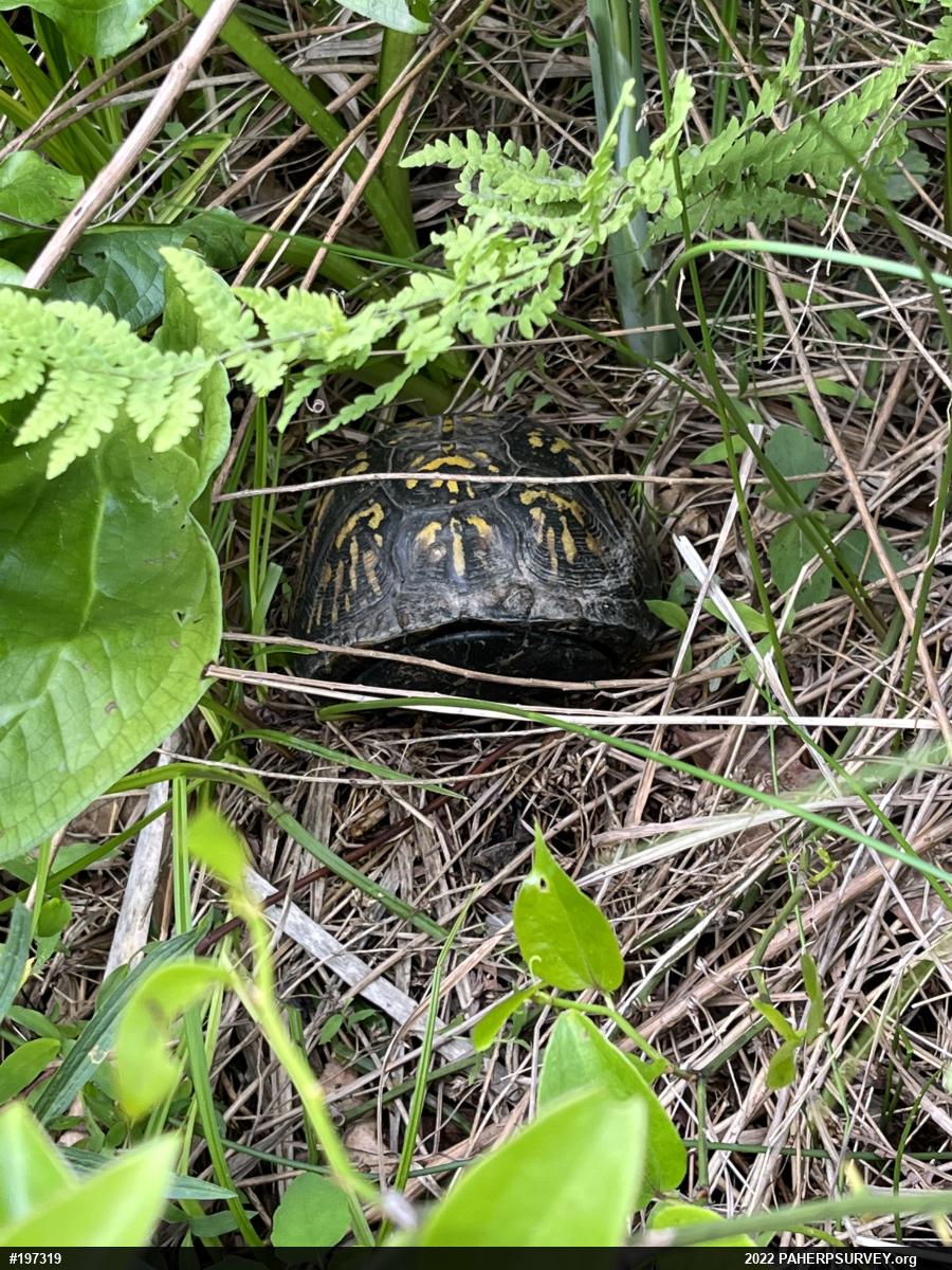 Eastern Box Turtle