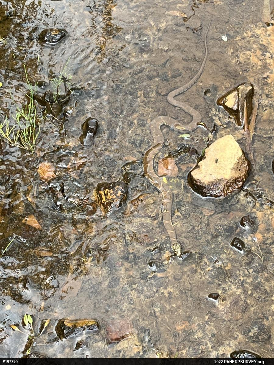 Northern Watersnake