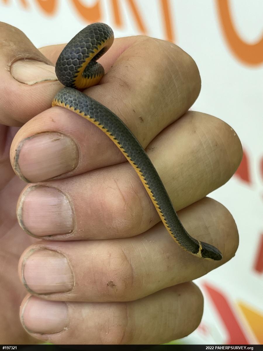 Northern Ring-necked Snake