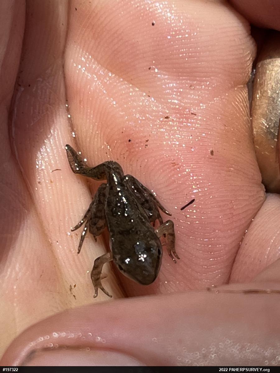 Wood Frog