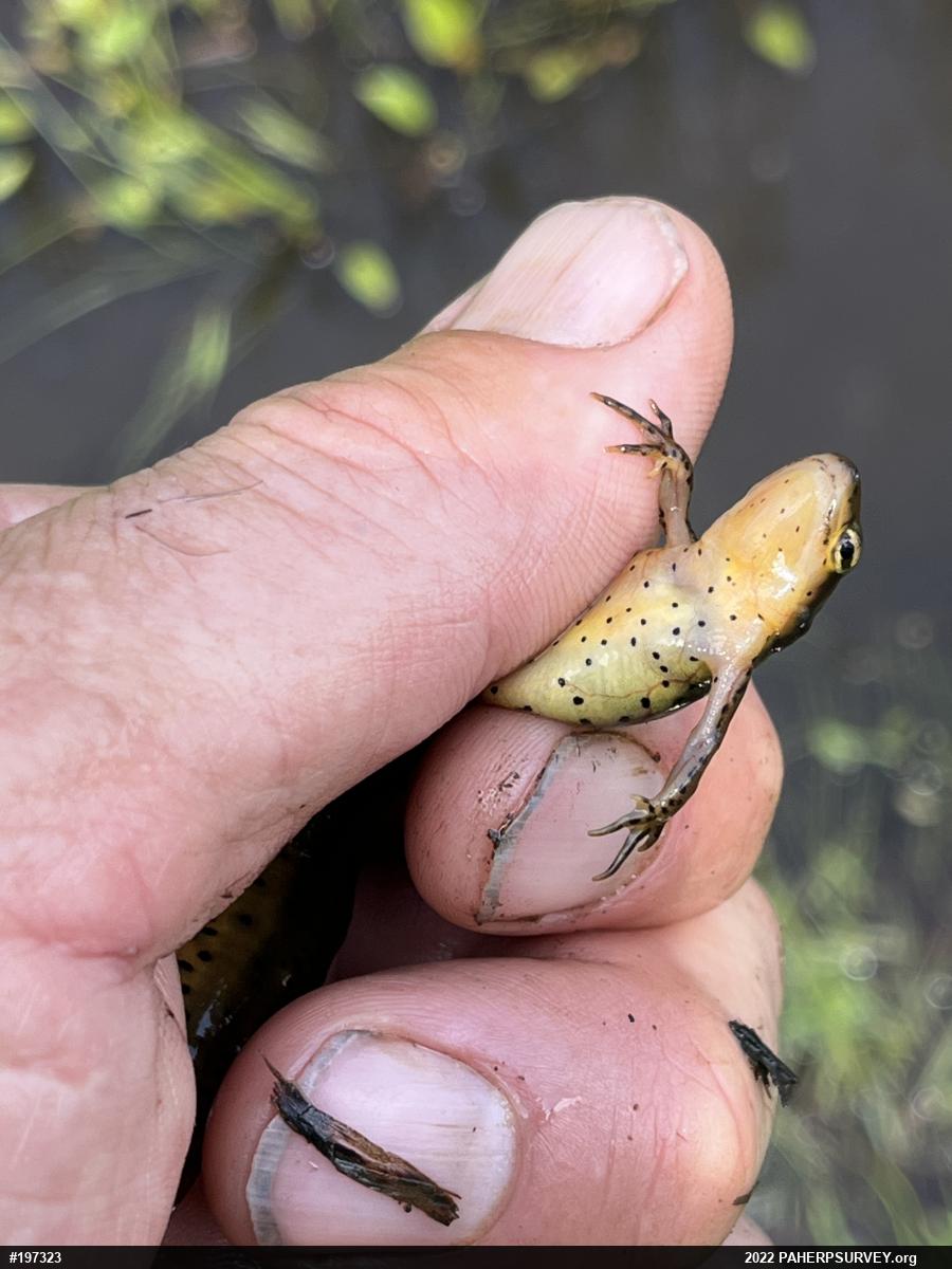 Red-spotted Newt