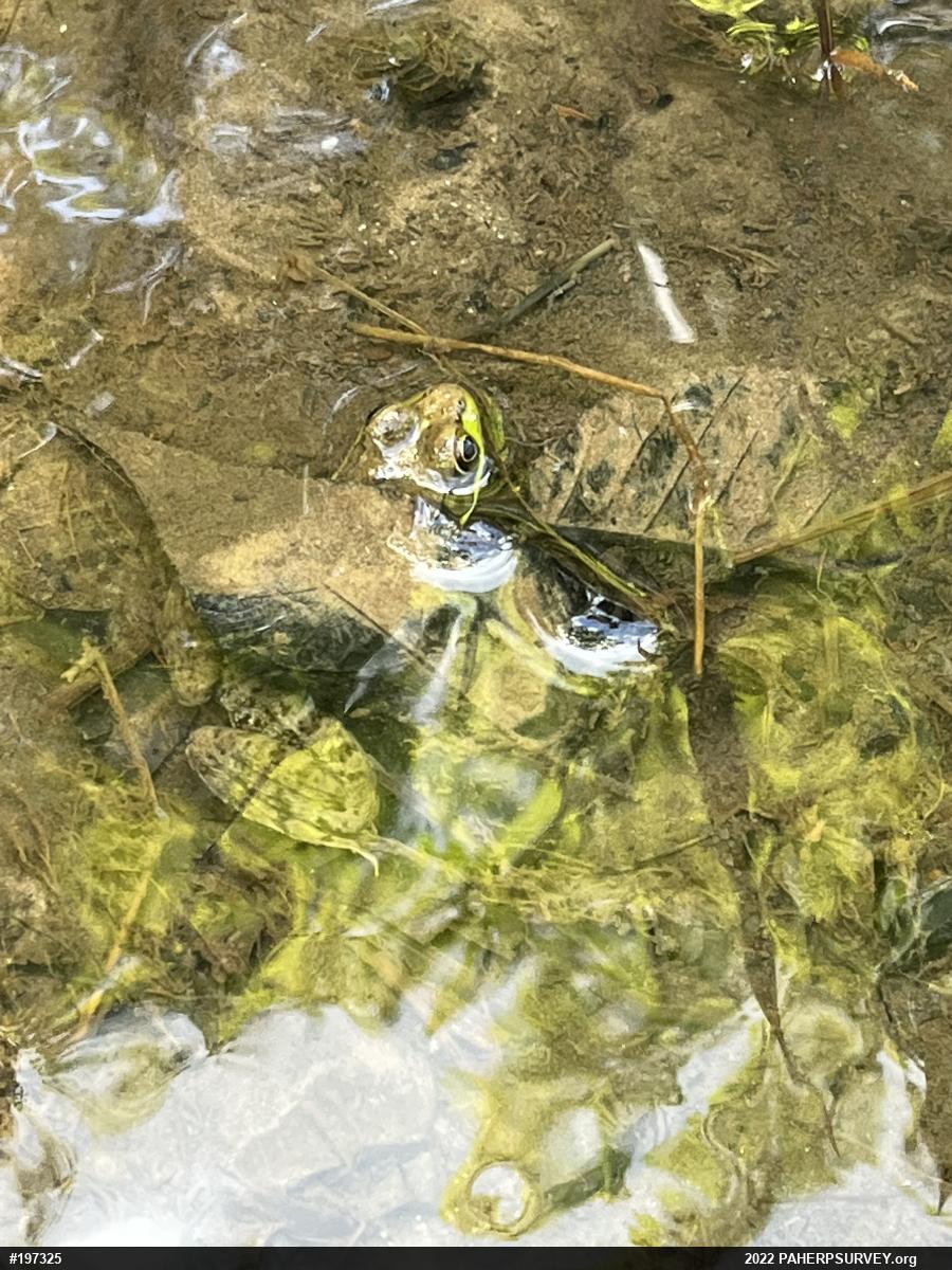 True Frogs