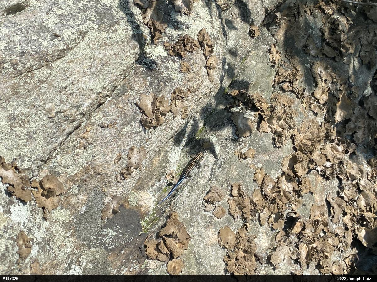 Common Five-lined Skink