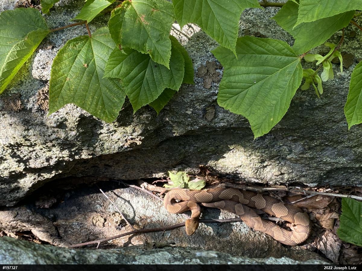 Northern Copperhead