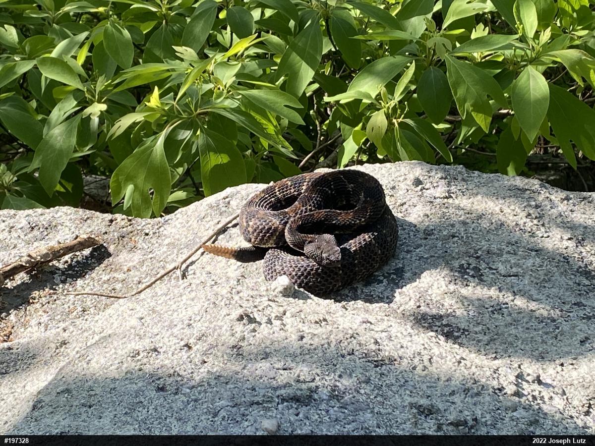 Timber Rattlesnake