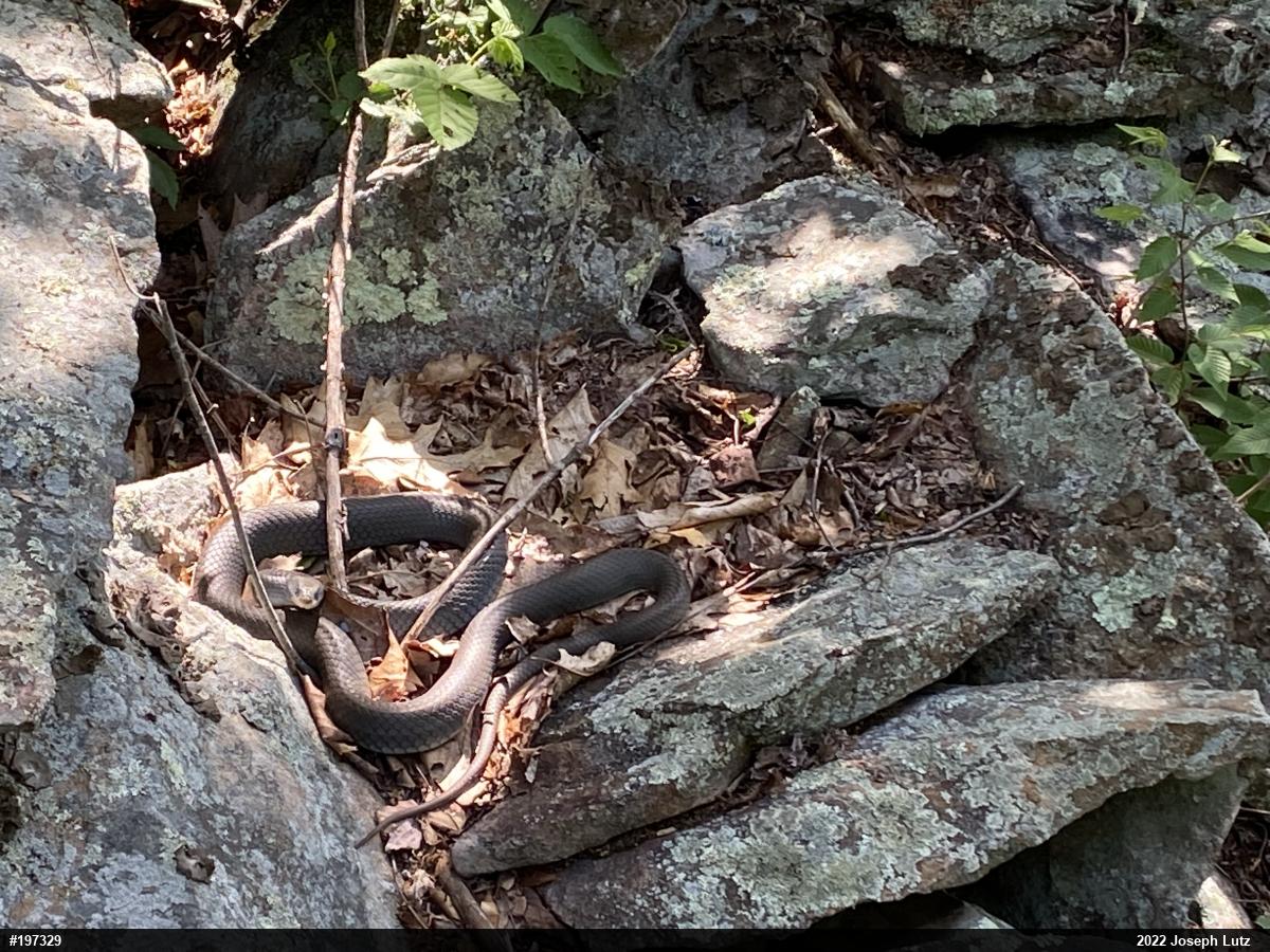 Northern Black Racer