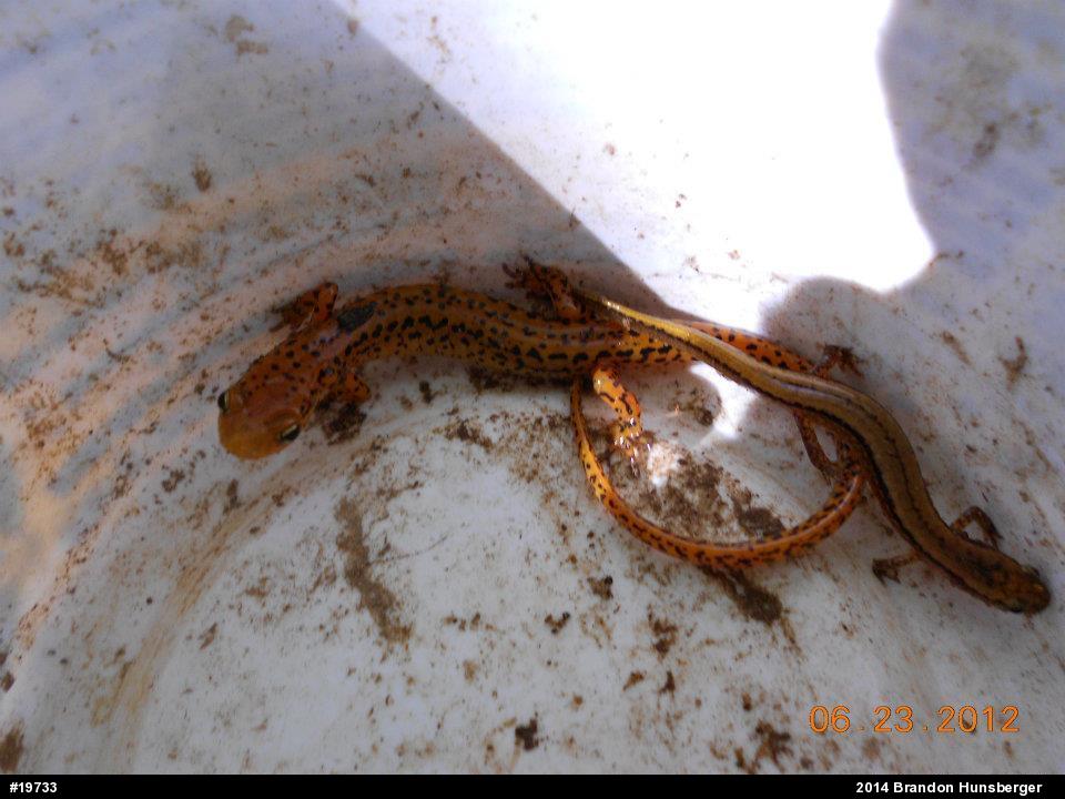 Northern Two-lined Salamander
