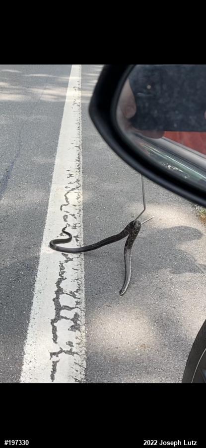Eastern Ratsnake