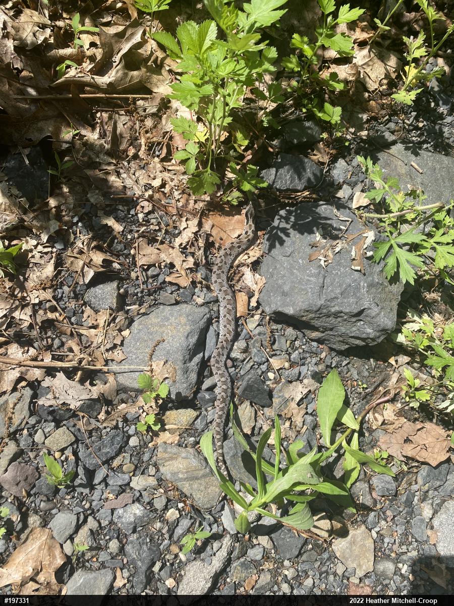 Eastern Hog-nosed Snake