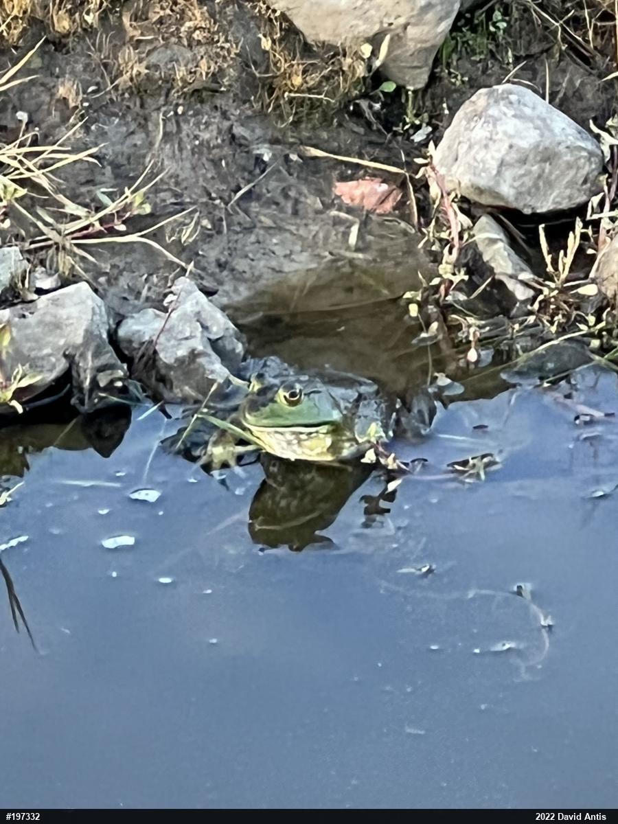 American Bullfrog