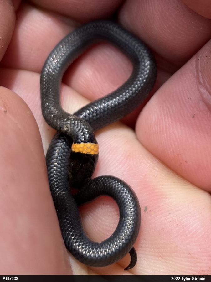 Northern Ring-necked Snake