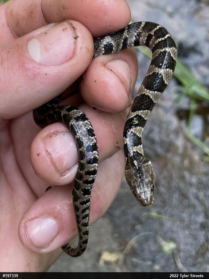 Northern Watersnake