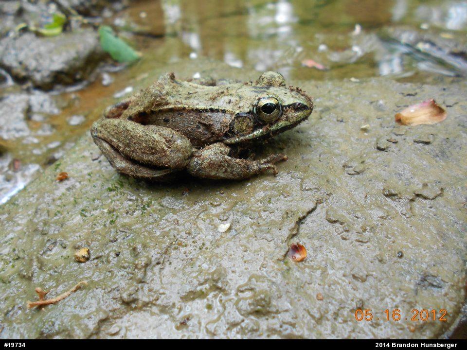 Wood Frog