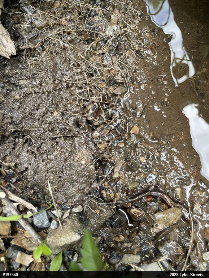 Allegheny Mountain Dusky Salamander