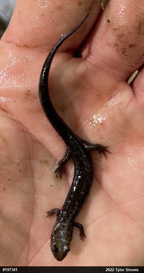 Allegheny Mountain Dusky Salamander