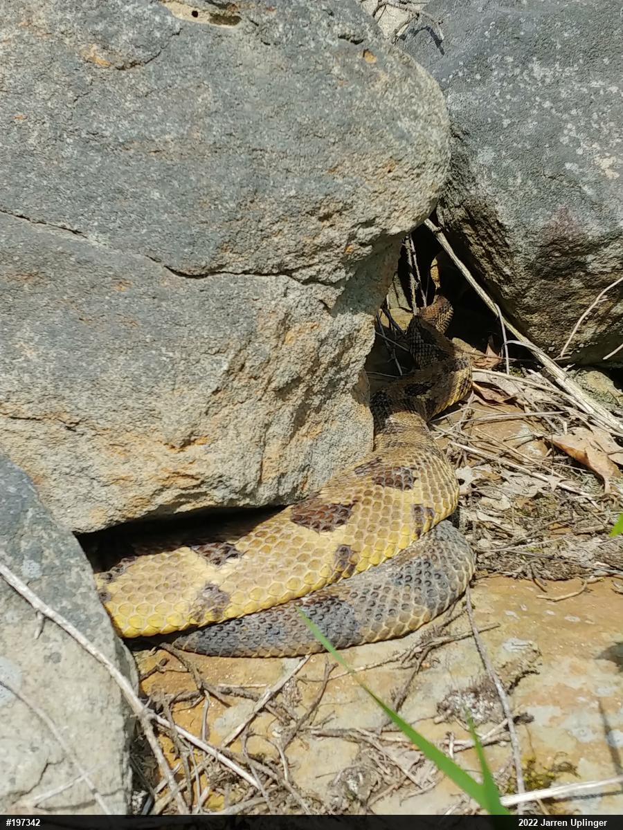 Timber Rattlesnake