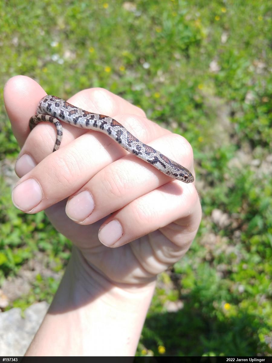 Eastern Milksnake