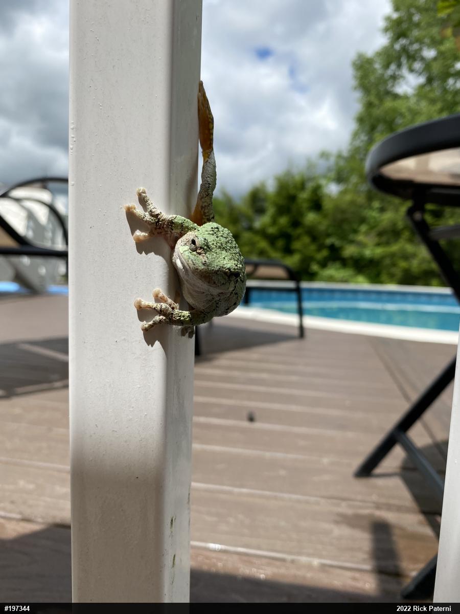 Unknown Gray Treefrog