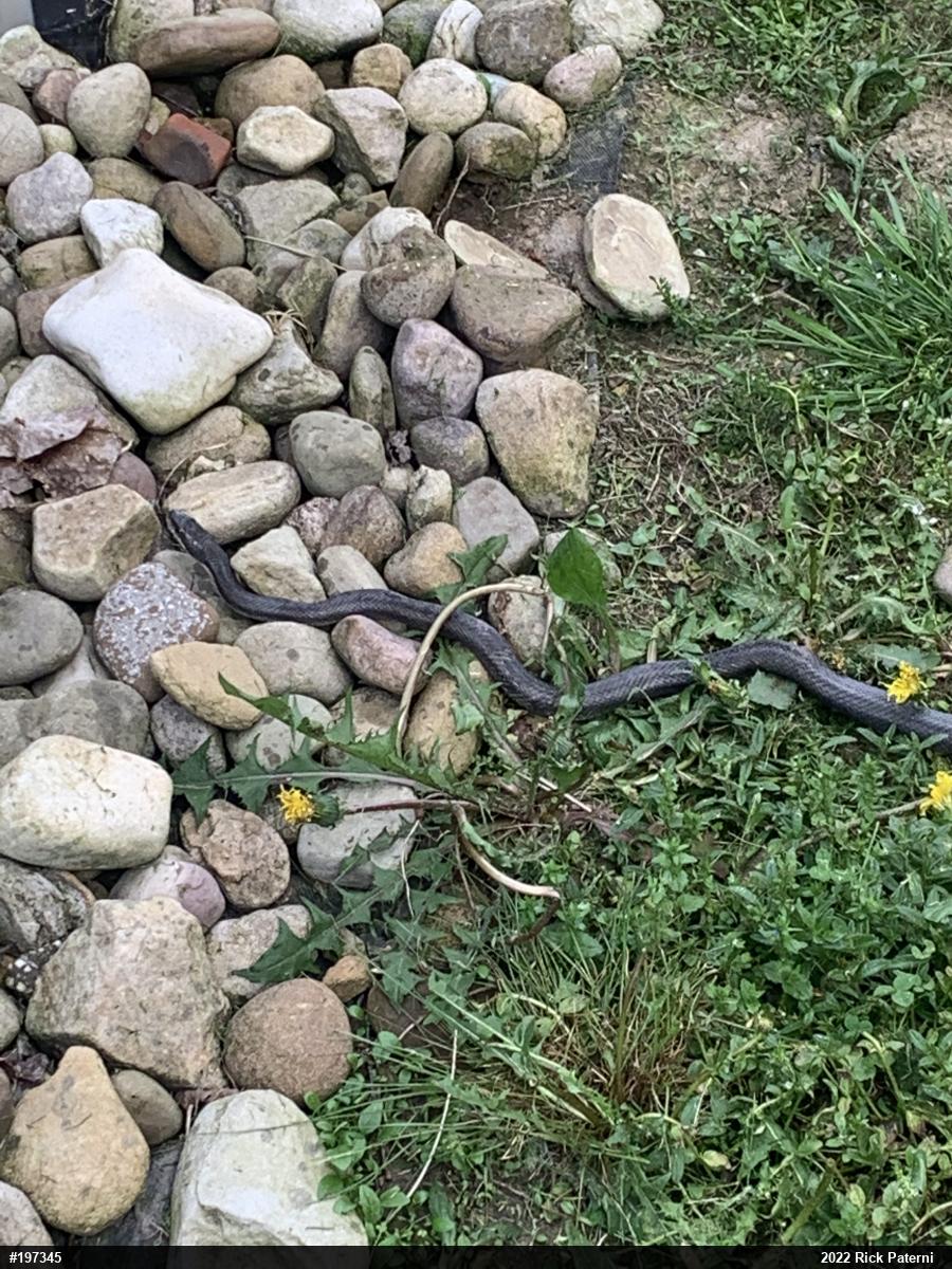 Eastern Ratsnake