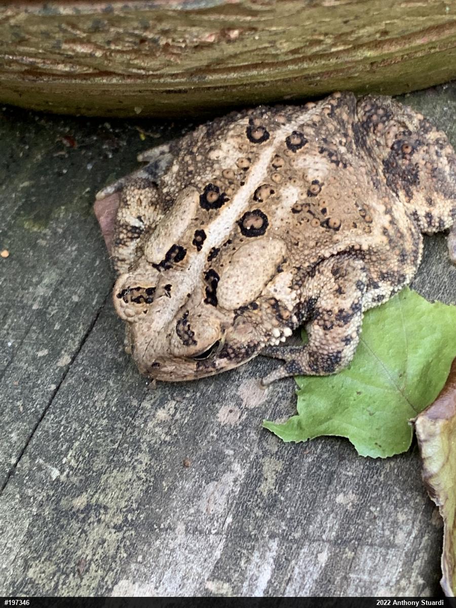Eastern American Toad