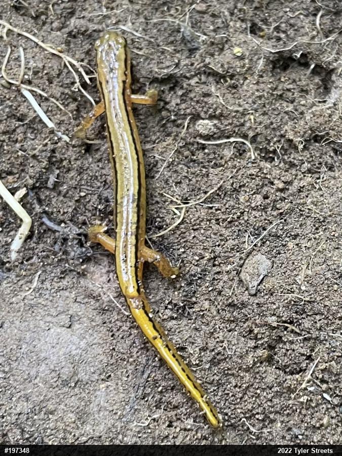 Northern Two-lined Salamander