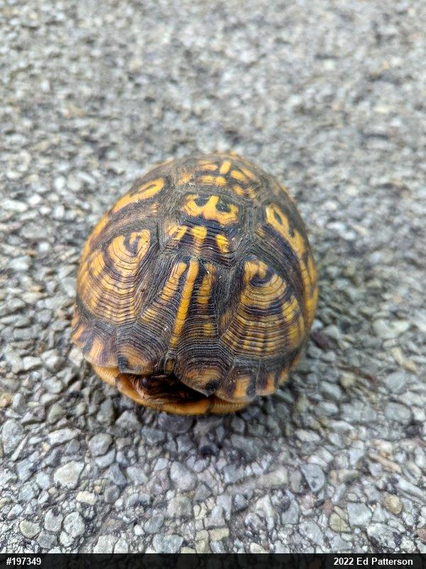 Eastern Box Turtle