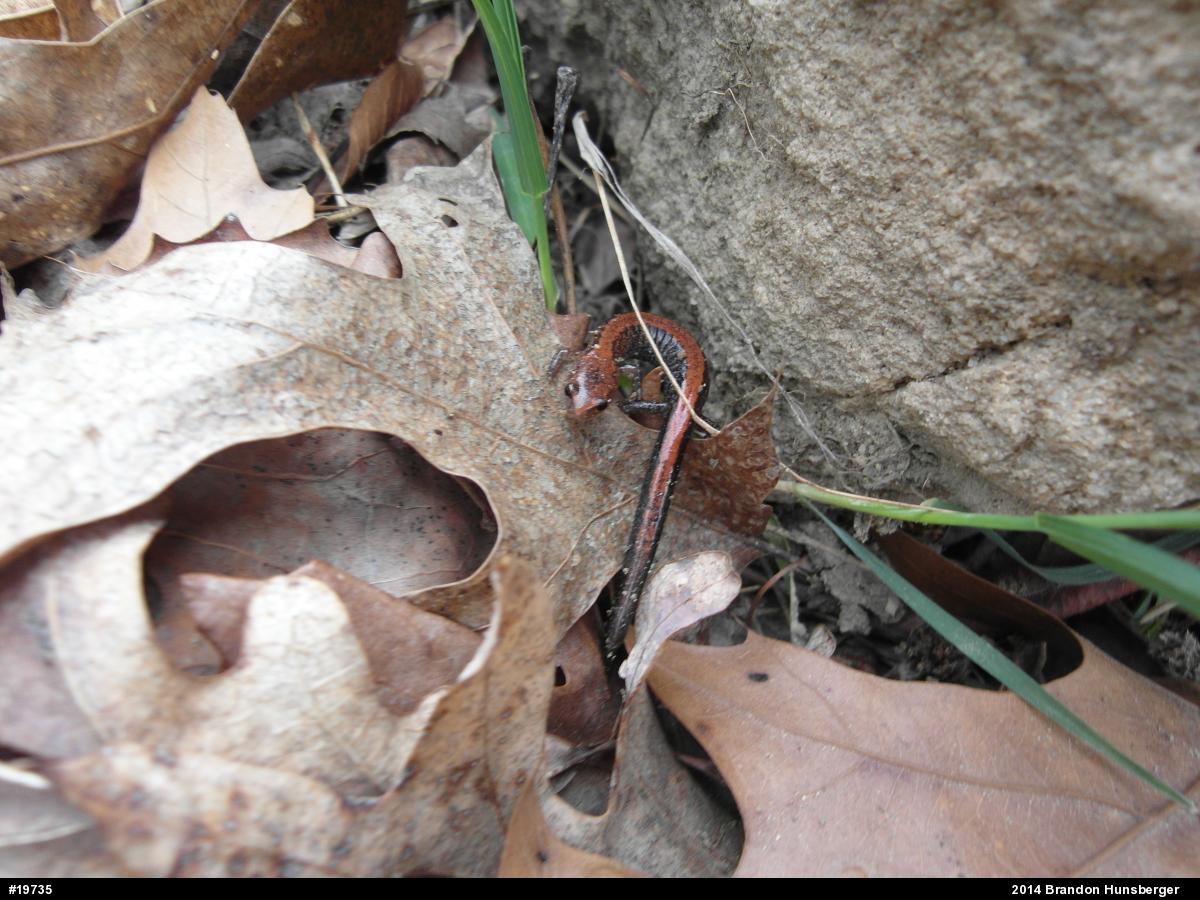 Eastern Red-backed  Salamander