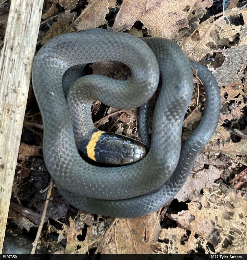 Northern Ring-necked Snake