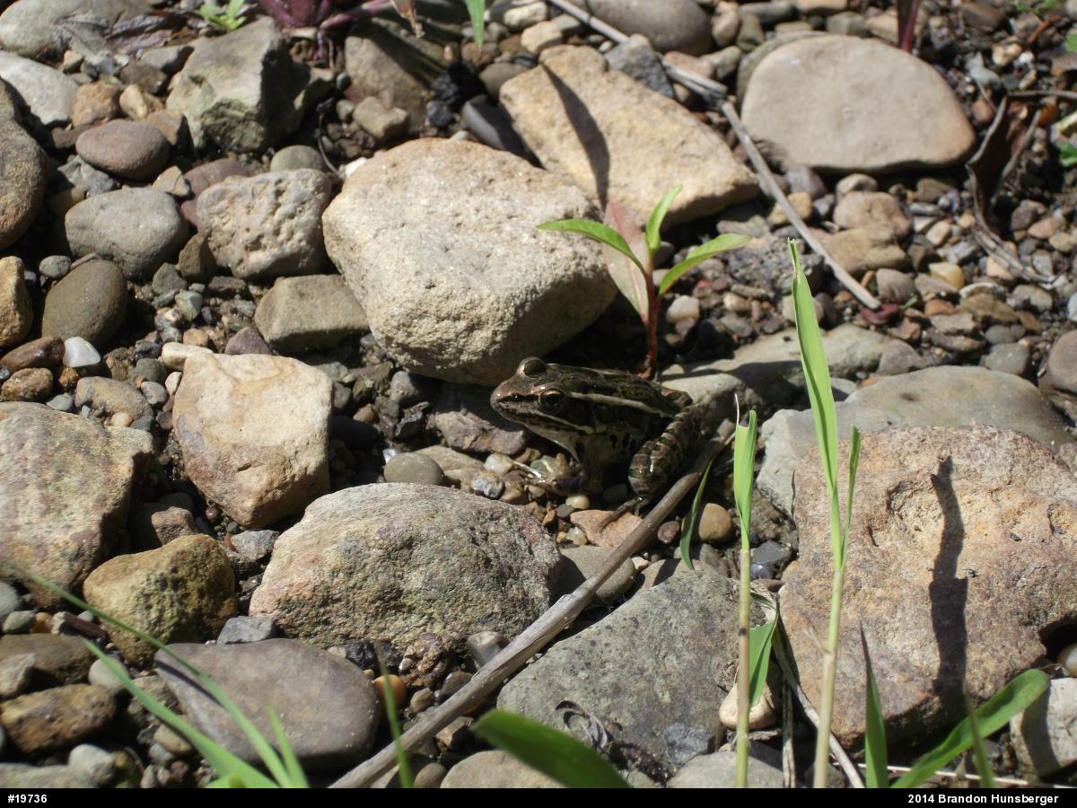 Pickerel Frog