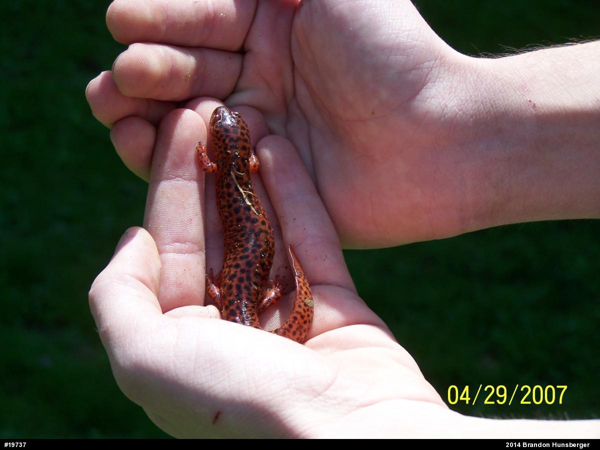 Northern Red Salamander