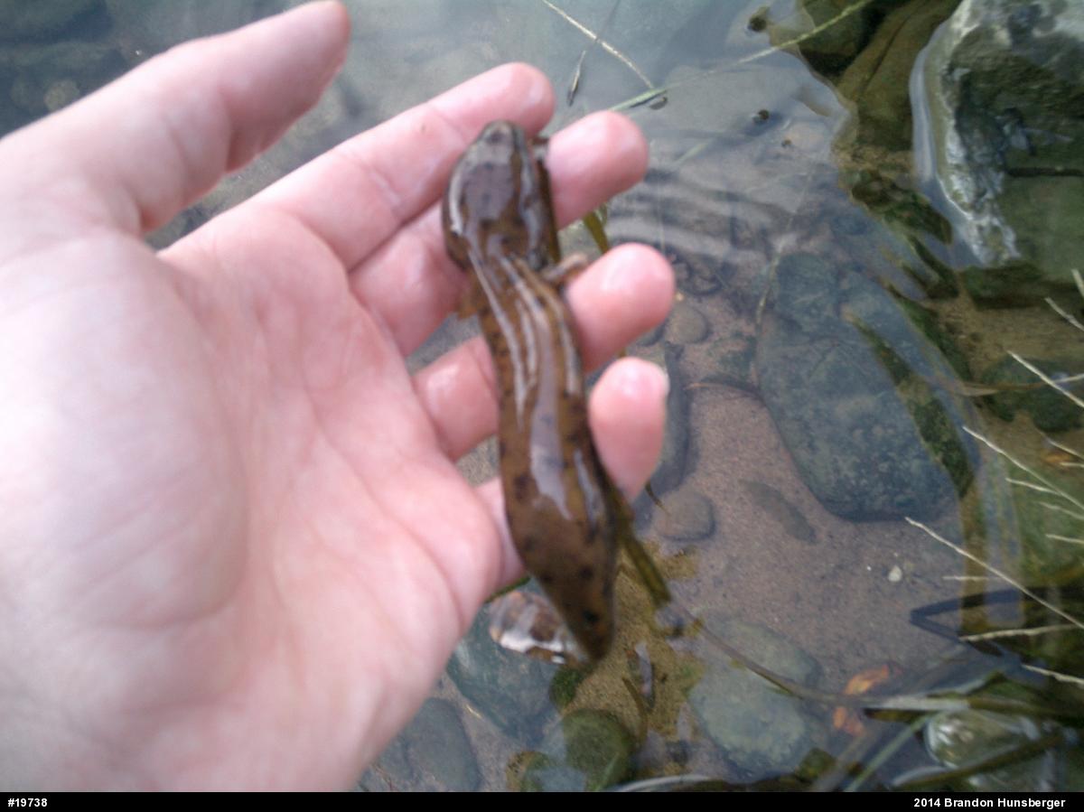 Common Mudpuppy