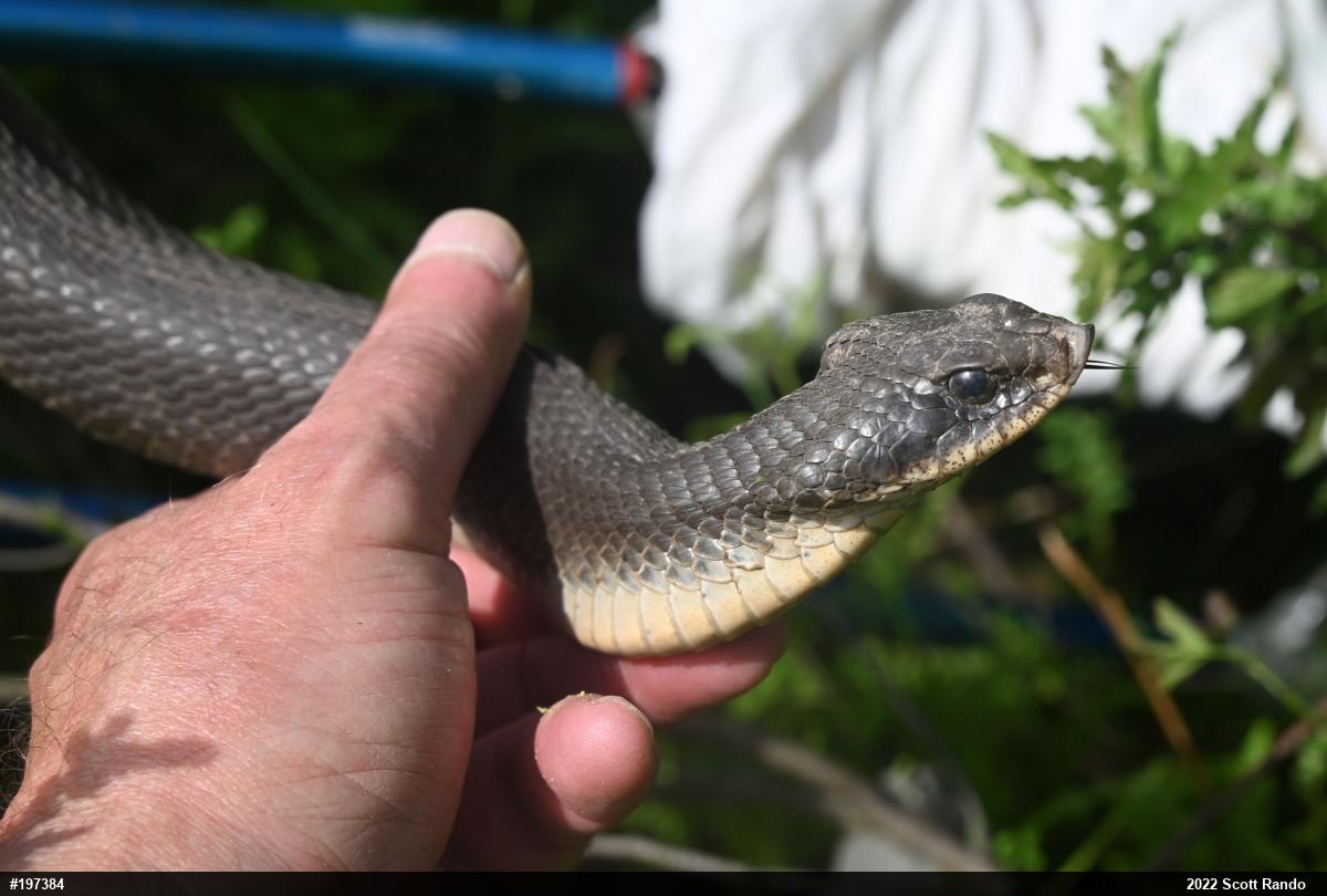 Eastern Hog-nosed Snake