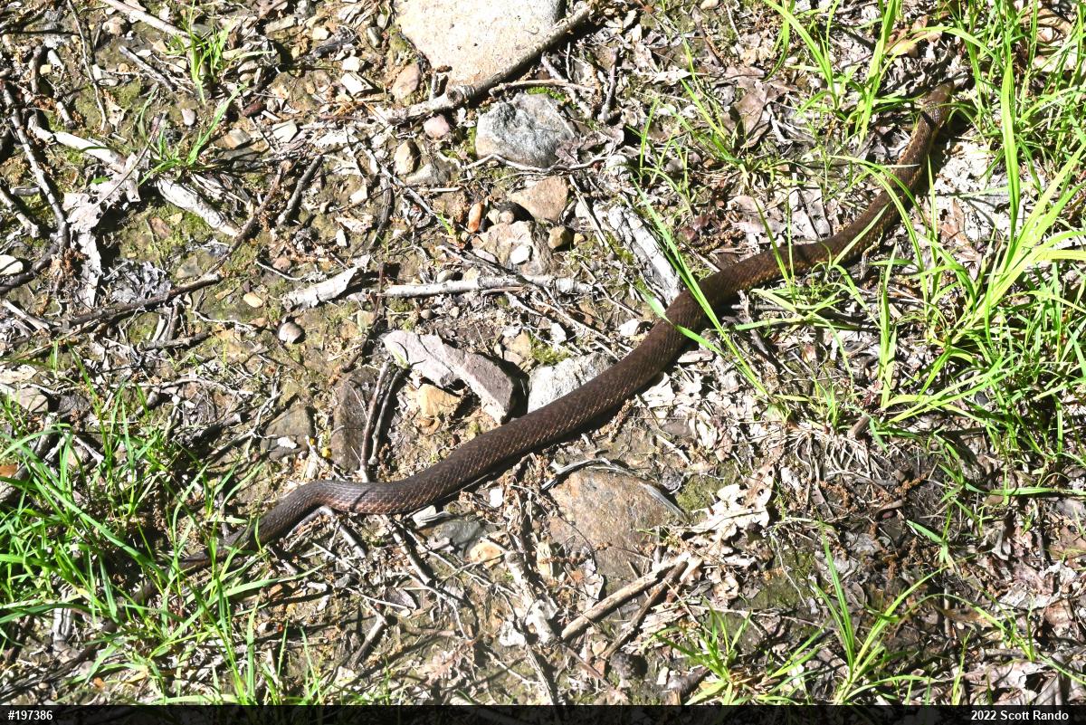 Eastern Gartersnake