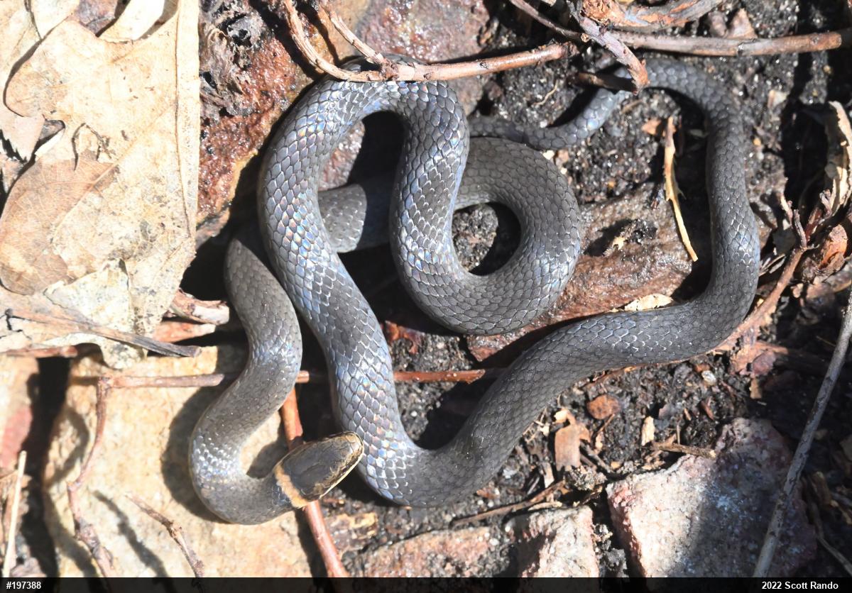 Northern Ring-necked Snake