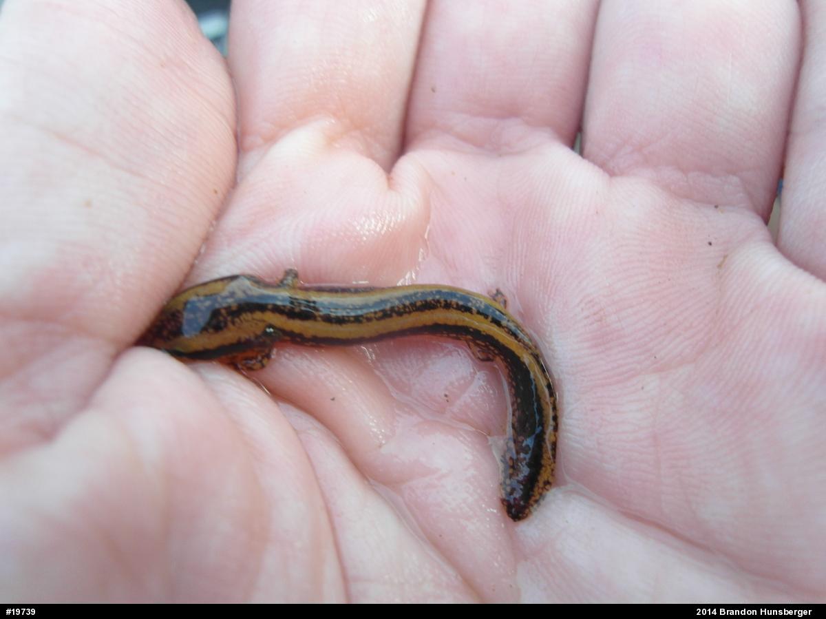 Common Mudpuppy