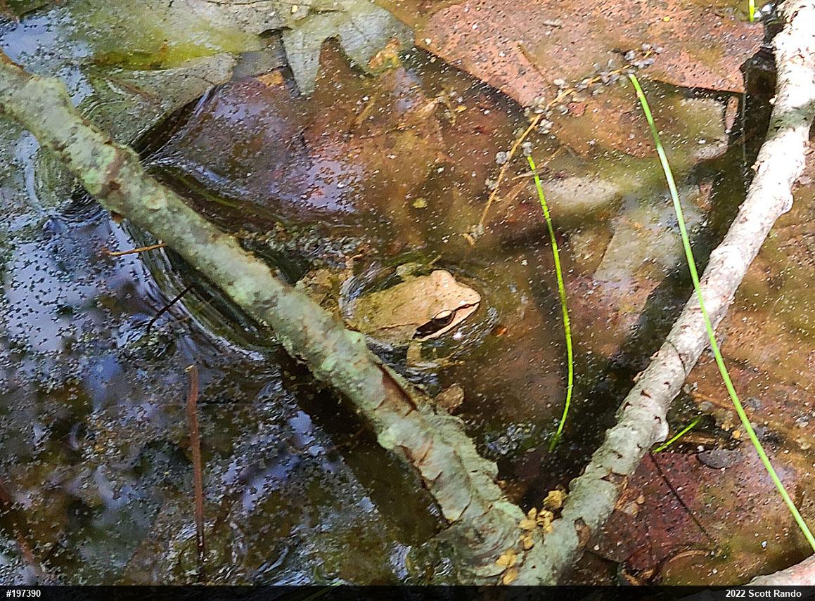 Wood Frog