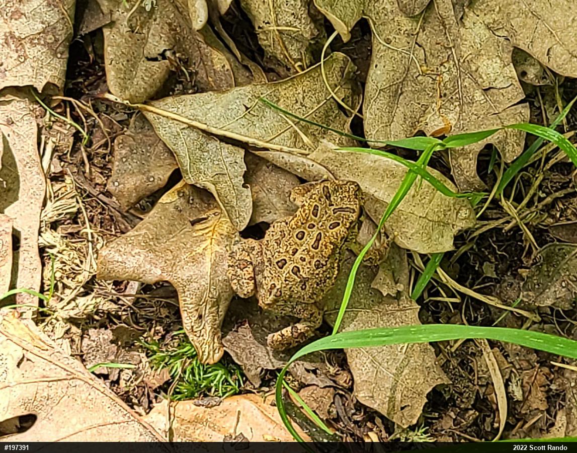 Eastern American Toad