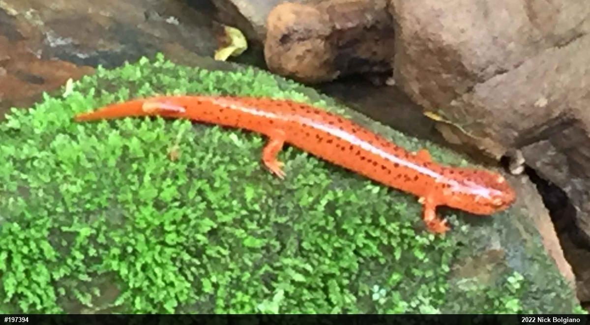 Northern Red Salamander