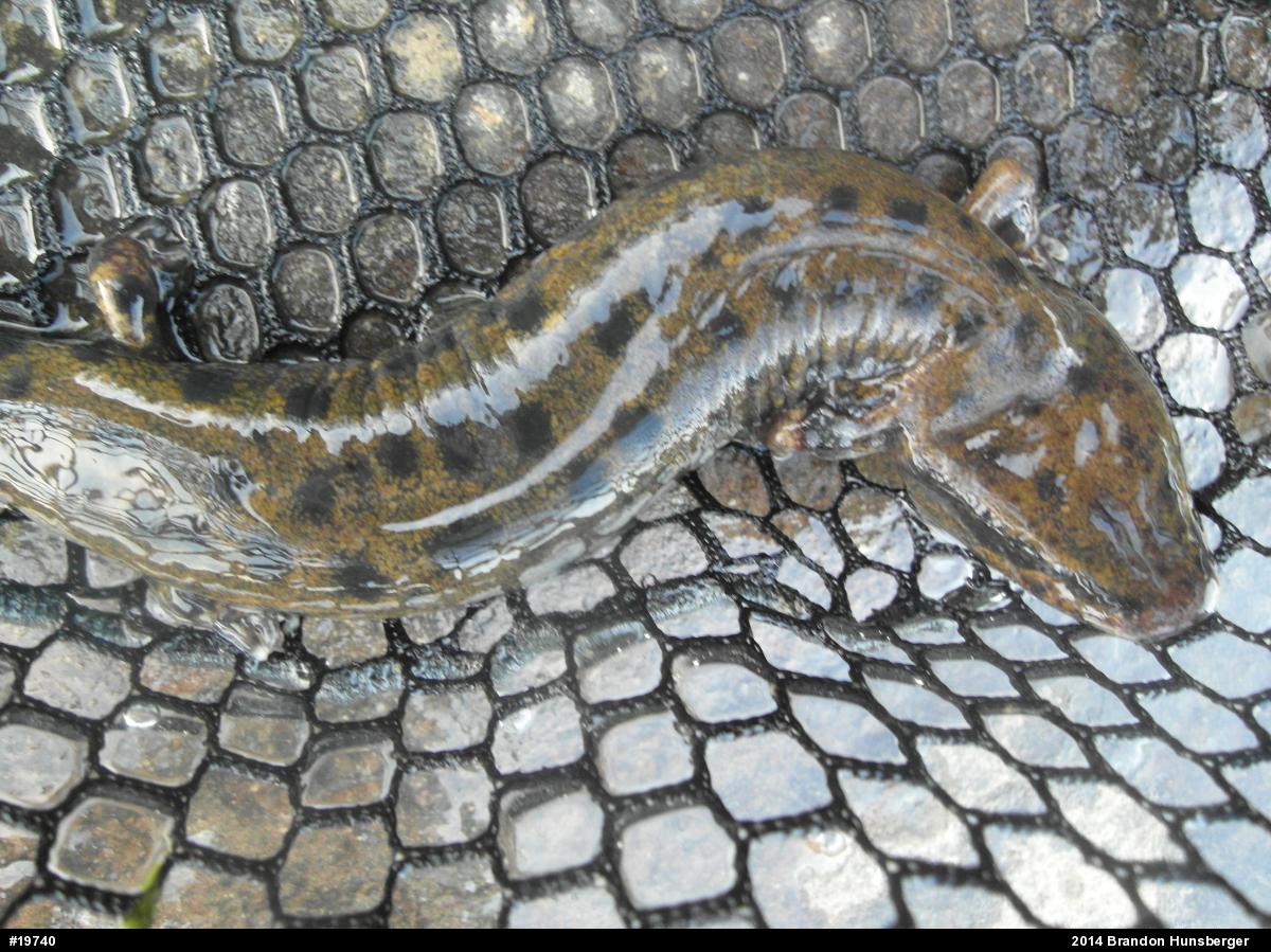 Common Mudpuppy