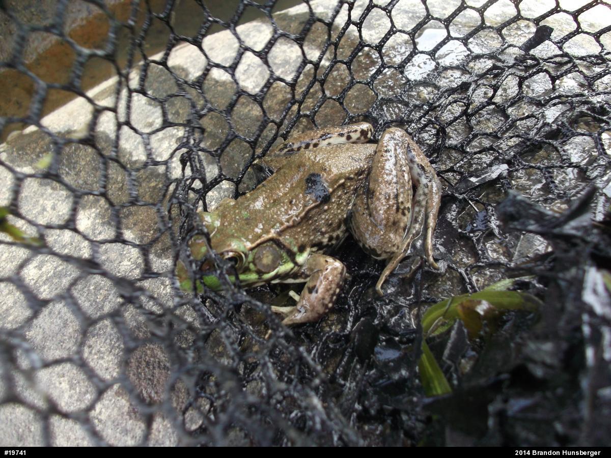 Green Frog