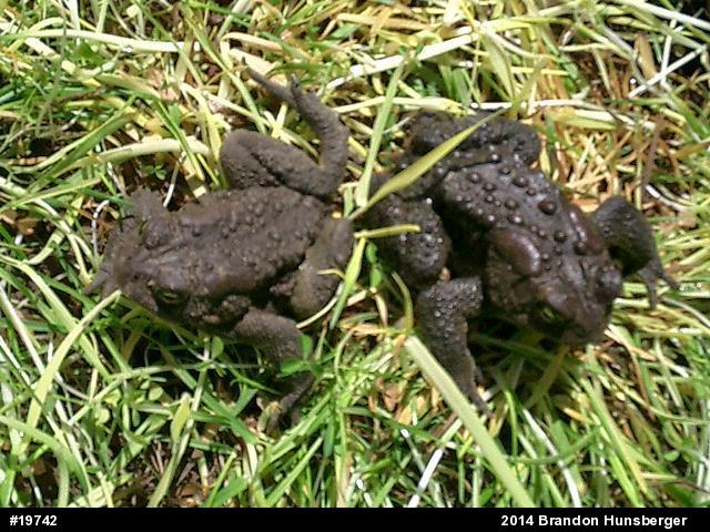 Eastern American Toad