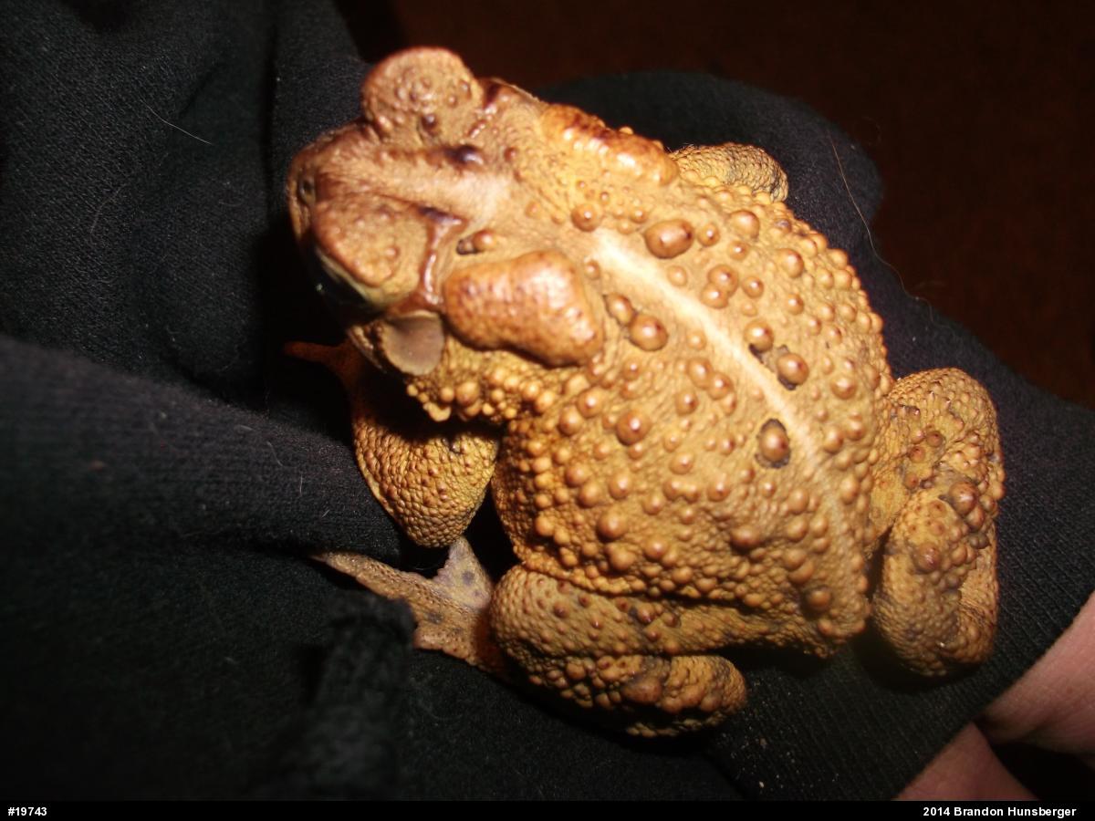 Eastern American Toad