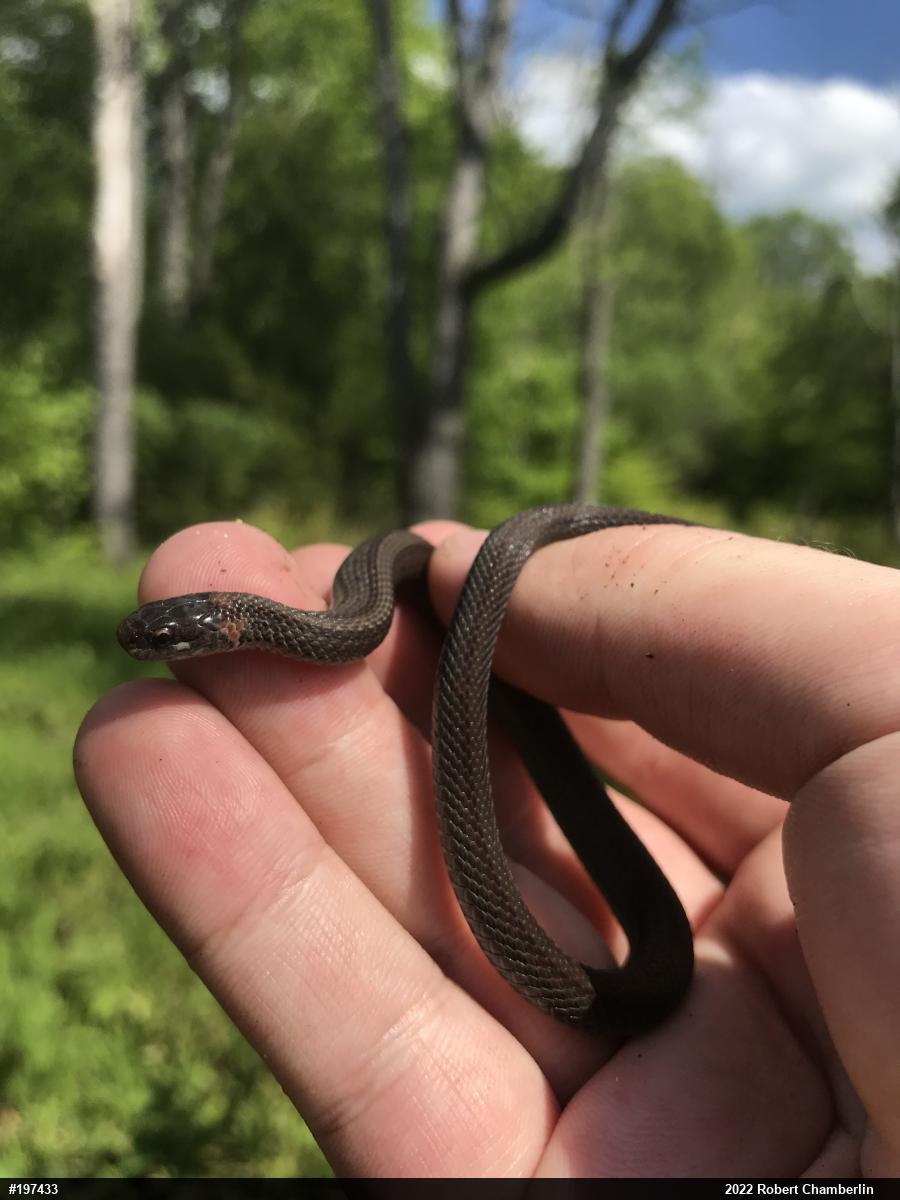 Red-bellied Snake