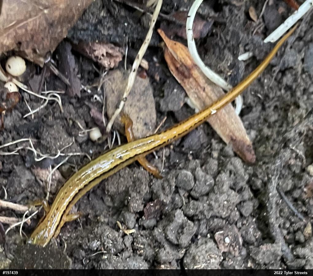 Northern Two-lined Salamander