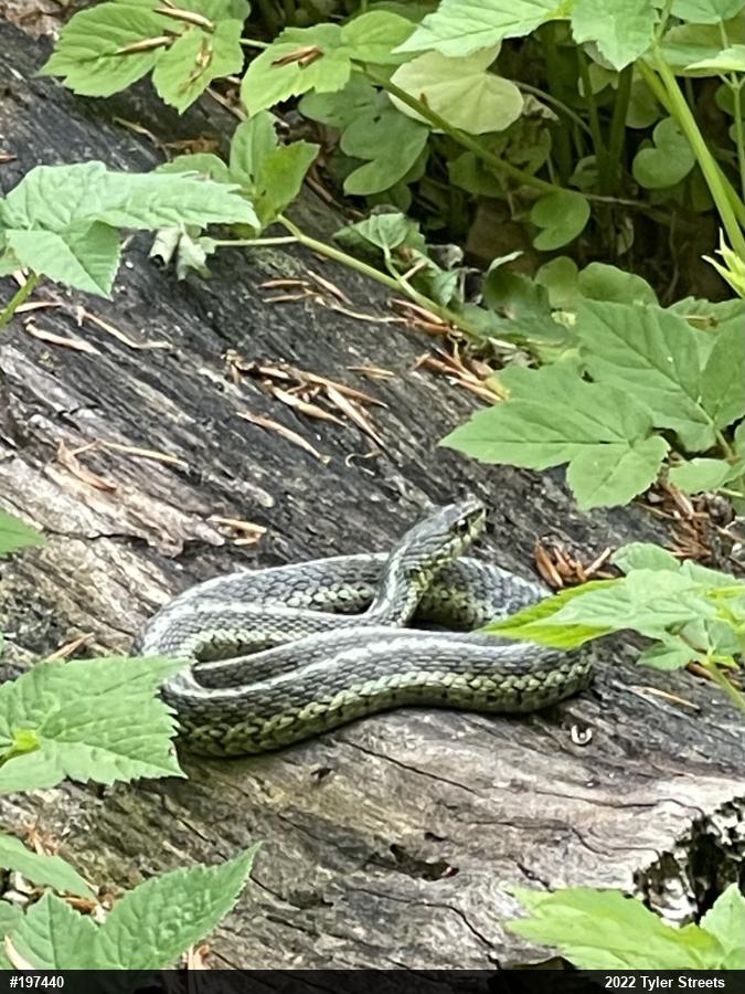 Eastern Gartersnake