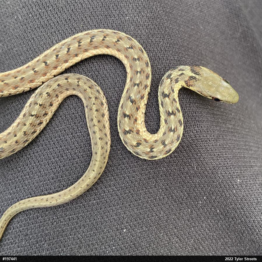 Eastern Gartersnake